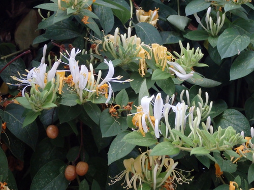Honeysuckle.